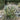 Agave Americana 'Variegata'