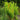 Cinnamon Fern