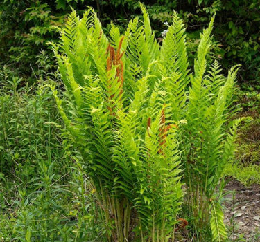 Cinnamon Fern
