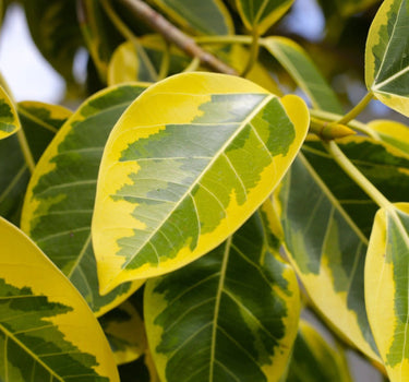 Ficus Altissima