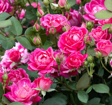 Pink Double Knock Out® Rose