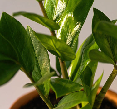 ZZ Plant