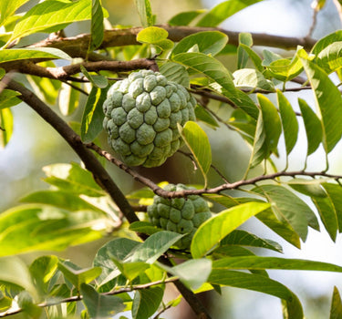 Sugar Apple Tree