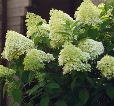 Limelight Hydrangea Tree