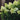 Limelight Hydrangea Tree