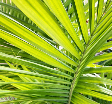 Majesty Palm Tree
