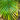 Areca Palm Tree