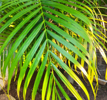 Areca Palm Tree