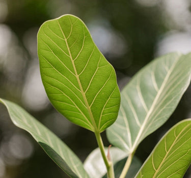 Ficus Audrey (Multi-stem)
