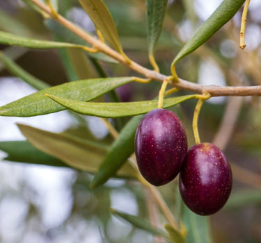 Koroneiki Olive Tree