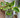 Ficus Altissima