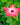Hibiscus Tree