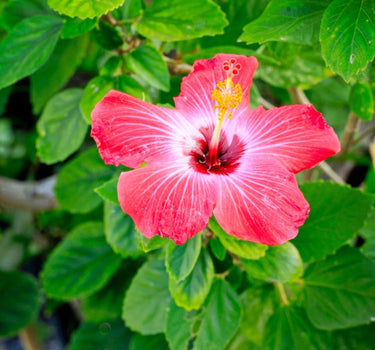 Hibiscus Tree