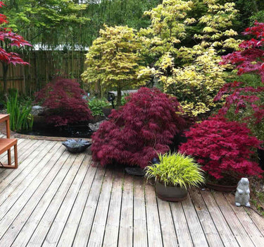 Red Dragon Japanese Maple Tree