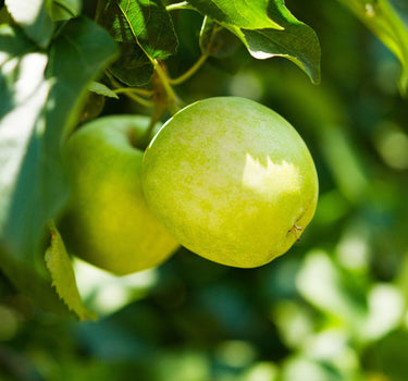 3-in-1 Apple Tree