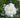 Autumn Rocket Camellia
