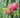 Edgar's Baby Dragon Fruit