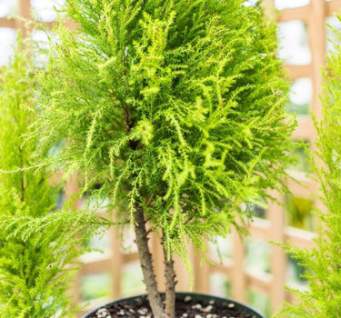 Lemon Cypress Topiary