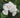 Gardenia Tree
