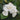 Gardenia Tree