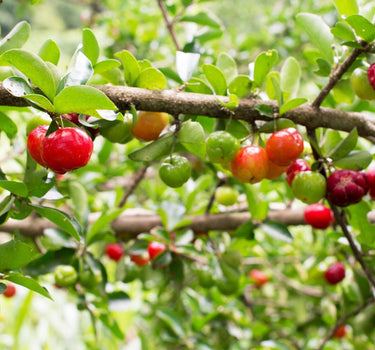 Barbados Cherry Tree