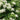 Barbara Ann Climbing Hydrangea