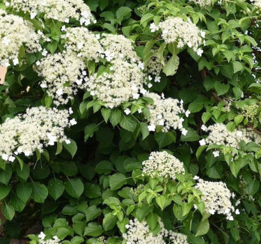 Barbara Ann Climbing Hydrangea