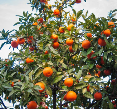 Cara Cara Orange Tree