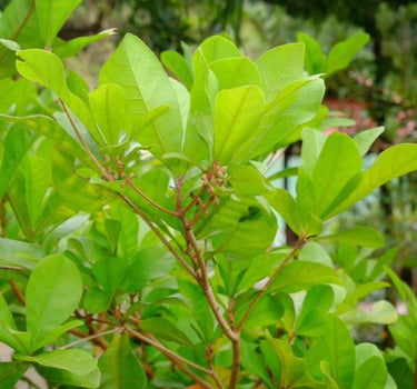 Miracle Fruit