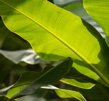 Ice Cream Banana Tree