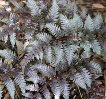 Japanese Painted Fern