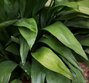 Tiny Tank Cast Iron Plant