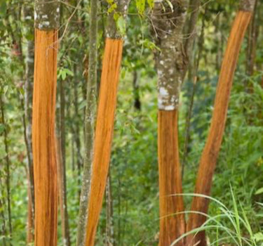 Cinnamon tree bark