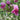 Bubba Jones Desert Willow Tree