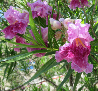 Bubba Jones Desert Willow Tree
