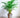 Areca Palm Tree