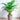 Areca Palm Tree