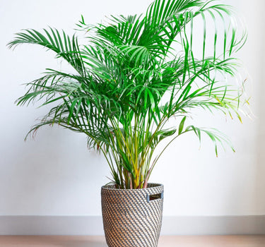 Areca Palm Tree