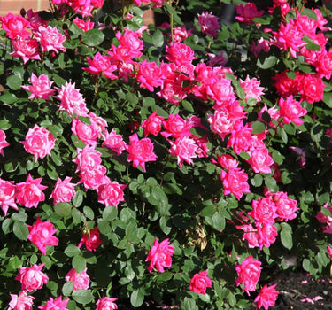 Pink Double Knock Out® Rose