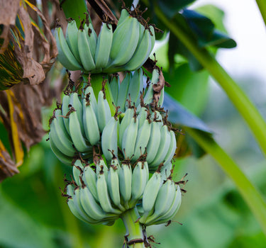 Ice Cream Banana Tree