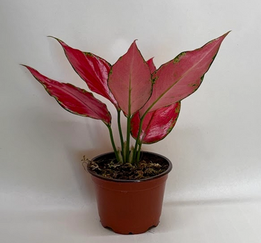 Chinese Evergreen 'Ruby Garuda'