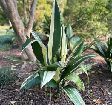 Variegated Cast Iron