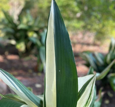 Variegated Cast Iron