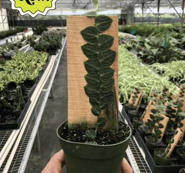 Rhaphidophora 'Cryptantha' (Shingle Plant)