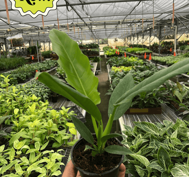 Philodendron 'Narrow Escape'