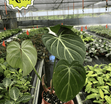 Philodendron Gloriosum