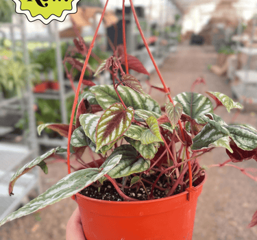Begonia Rex Vine - 6" Pot