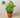4" potted Fern Maidenhair