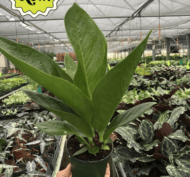 Anthurium 'Cobra'