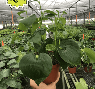 Peperomia 'Raindrop'